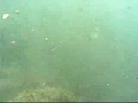 Deimis & Friends vr 5.0  ( 佐渡 ダイビング )