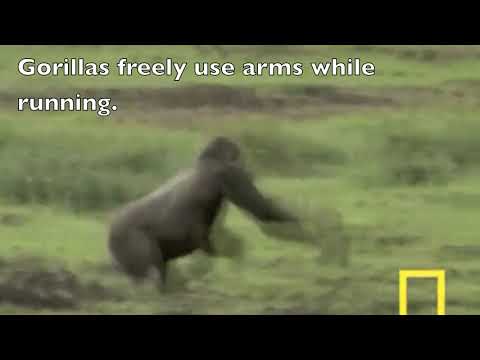 How does a Bigfoot run on all fours   Quadrupedal run analysis