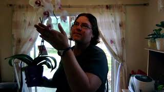 plant update | what is that on my orchid a bud