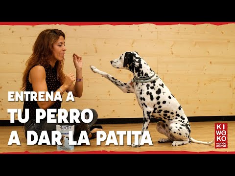 How to Teach a Dog to Give a Paw 🐶 【Step by Step】🐕✅