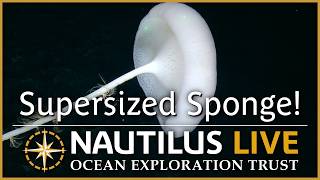 Supersized Sponge Stretches in Deep Near Wake Atoll  | Nautilus Live