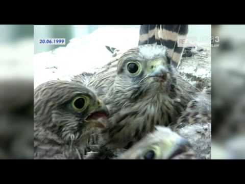 Pustułki opanowały balkon jednego z wieżowców – Retro TVP3 Wrocław