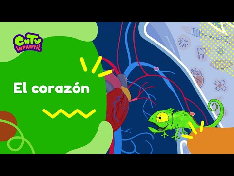 El corazón | Camaleón y las naturales ciencias 3° temporada