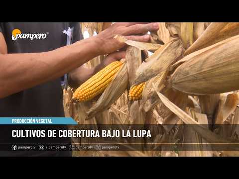 Cultivos de cobertura bajo la lupa