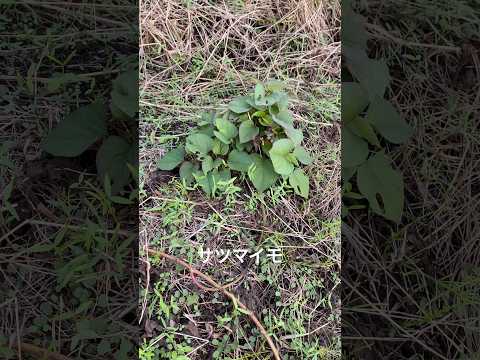 薬用植物園の作り方