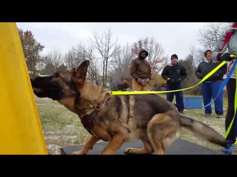 Protection training - 10 months