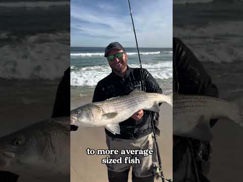 This swimbait caught a TON of striped bass while surf fishing. | EVF Tough Tugger