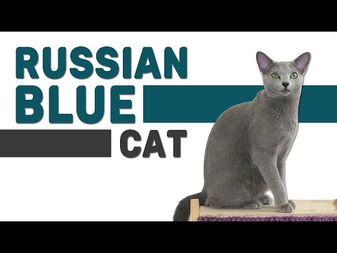 Russian Blue Cat - Watch This Complete Guide Before Getting One