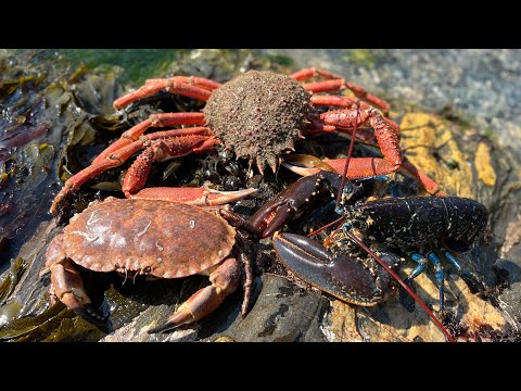 Amazing Underwater Foraging - Crabs, Lobster and Octopus with beach fire Cookup | The Fish Locker