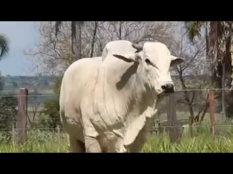 20 DOSES CONVENCIONAL NELORE - CAMBUI 7 ESTRELAS SETE 4737