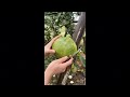 ASMR L Satisfying Grapefruit Cut