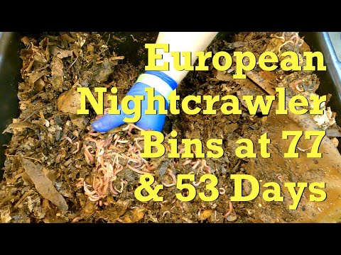 Euro worm bins fed despite the presence of abundant leftovers - vermicompost