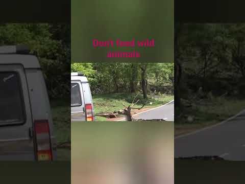 Don't feed wild animals-@Wildlifezone-#shorts