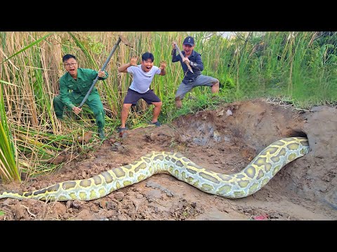 The Brave Soldier Confronts The Giant Golden Python