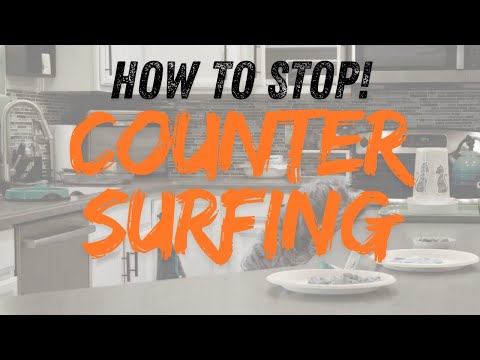 How to Stop Counter Surfing: Teach Your Dog to Leave Food Alone (Even When You’re Not Home)