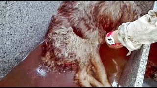 Dog being eaten alive by maggots is saved by heroes