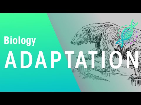 What Is Adaptation? | Ecology & Environment | Biology | FuseSchool