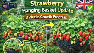 🎥 🎥 🍓 Strawberry Hanging Basket Update | 3 Weeks Growth Progress (UK Allotment Garden)
