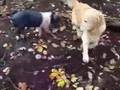 Dog Meets Pig