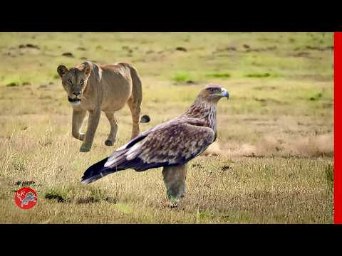 When the Hunter Becomes the Hunted - The Lion Attack the Eagle!