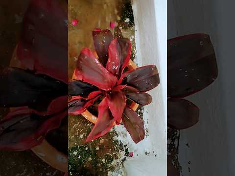 tell me something nice,like flowers and sky🌺🌸🏵️🌼🍂🍁#lovenature#loveflowers#explore#naturephotography