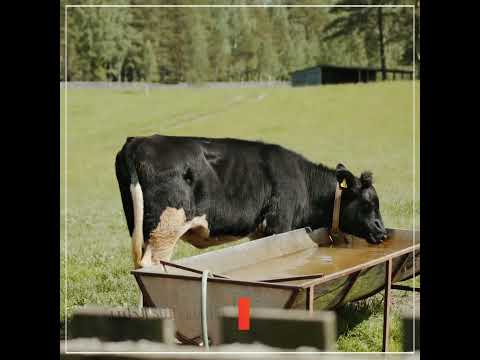 , title : 'ما هي طرق تغذية البقر الحلوب وزيادة كمية الحليب'