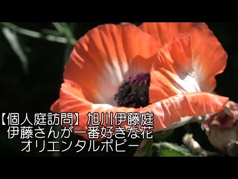 園芸 オリエンタルポピー、オリエンタルポピー