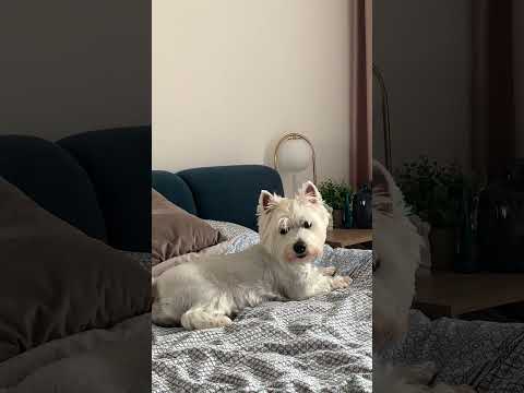 Постоянно ругается #животные #собака #кот #корм #вест