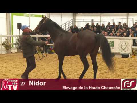 Lot 27 Nidor, Salon des Etalons du Lion 2016