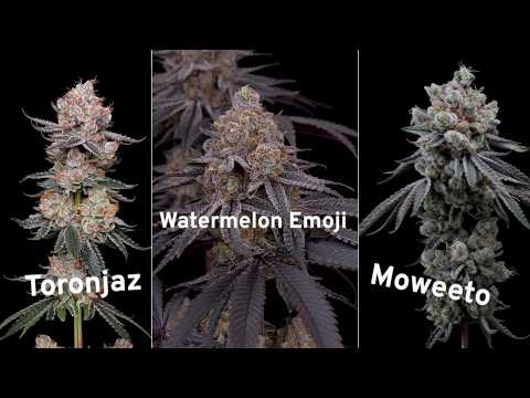 Homegrown Genetics + 8 New Strains | Full Grow Reset