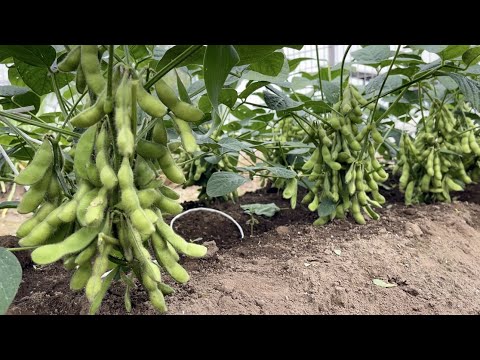 légumes-racines-potager-automne-carottes-couleurs-différentes