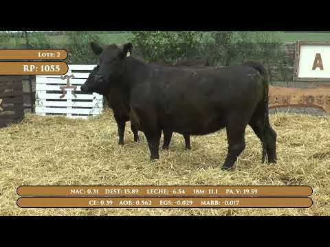 Lote 2 Pieza de cria Angus