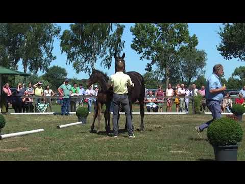 Sudweyher Fohlenschau 2018 - Kat.-Nr. 06