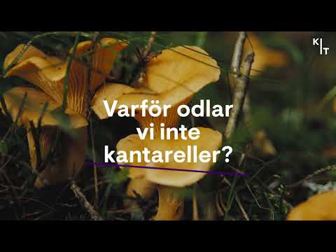 Därför odlar vi inte kantareller