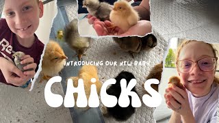 Introducing Our New Baby Chicks! | The Chickens Are Here!