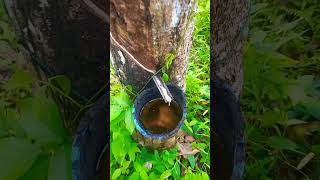 Download lagu KECEWA NYA HATI SEORANG PETANI KARET #shorts #trending #feedshorts #petanikaret #karet #karetmentah mp3 Download lagu KECEWA NYA HATI SEORANG PETANI KARET #shorts #trending #feedshorts #petanikaret #karet #karetmentah mp3