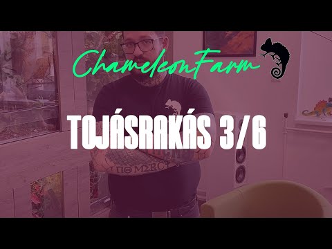ChameleonFarm - Tojásrakás 3/6
