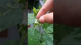 Download lagu Tips Agar Bunga Betina Labu yg Muda Tdk Rontok. mp3