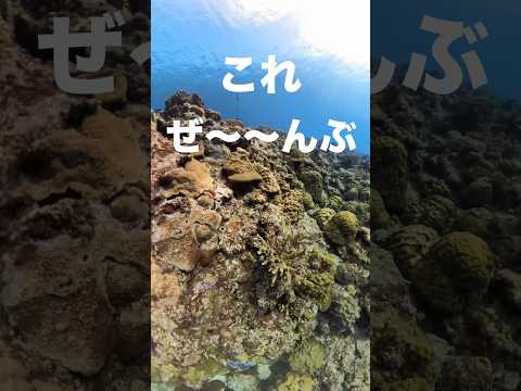 サンゴの種類:特徴と例