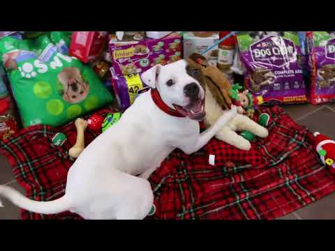 ARL pets pick out gifts from under the tree!