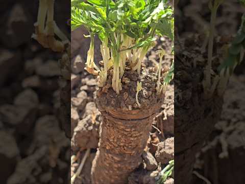 Thornscrub Root-Coppicing: Regenerative Permaculture Technique