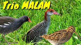 Download lagu Suara pikat burung malam 3in1 Mandar,Sintar dan Berkik mp3