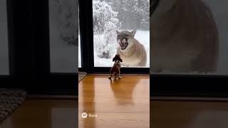 Tiny Puppy Stands Up to a Mountain Lion 😱🐶 #unbelievable #shorts #animals #puppy #wildlife #explore