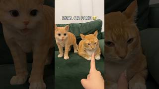 Download lagu SIAPA YANG SUKA KUCING ?? 😍 | Klara Tania #shorts mp3 Download lagu SIAPA YANG SUKA KUCING ?? 😍 | Klara Tania #shorts mp3