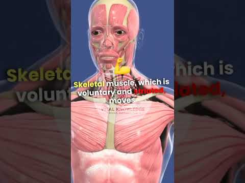 Anatomy of tissues Part 4 #muscle tissues #medicalanimation #facts #science  #like #anatomy #biology