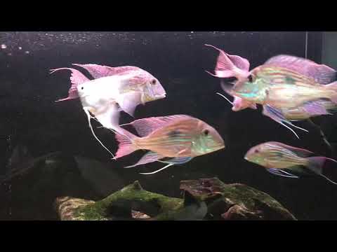 Geophagus Sveni Rio Parana