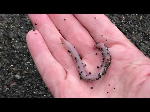 Easiest way to find worms for fishing