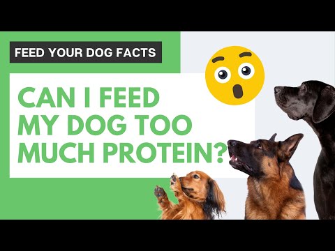 Can I Feed My Dog Too Much Protein?