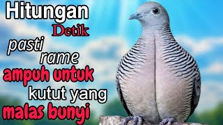 Download lagu Perkutut lokal gacor hitungan detik pasti rame ampuh untuk perkutut yang malas bunyi  mp3