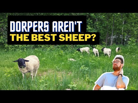 , title : 'You've Been Lied to About Dorper Sheep'